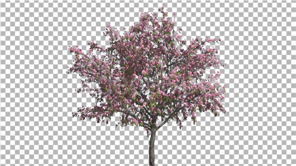 Peach Thintrunk Tree Green Leaves Pink Flowers Videohive 16845564 Motion Graphics Image 5