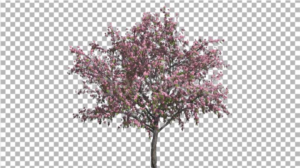 Peach Thintrunk Tree Green Leaves Pink Flowers Videohive 16845564 Motion Graphics Image 6