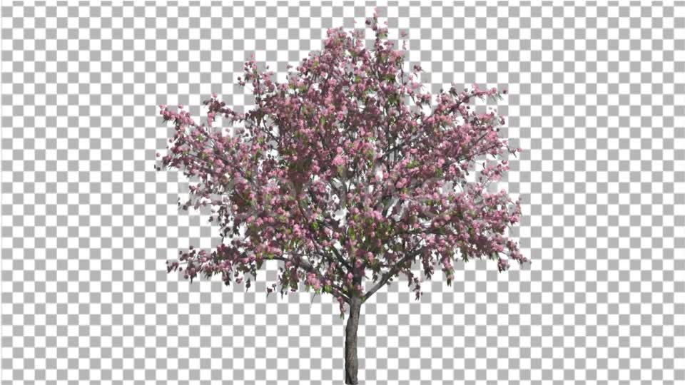Peach Thintrunk Tree Green Leaves Pink Flowers Videohive 16845564 Motion Graphics Image 7