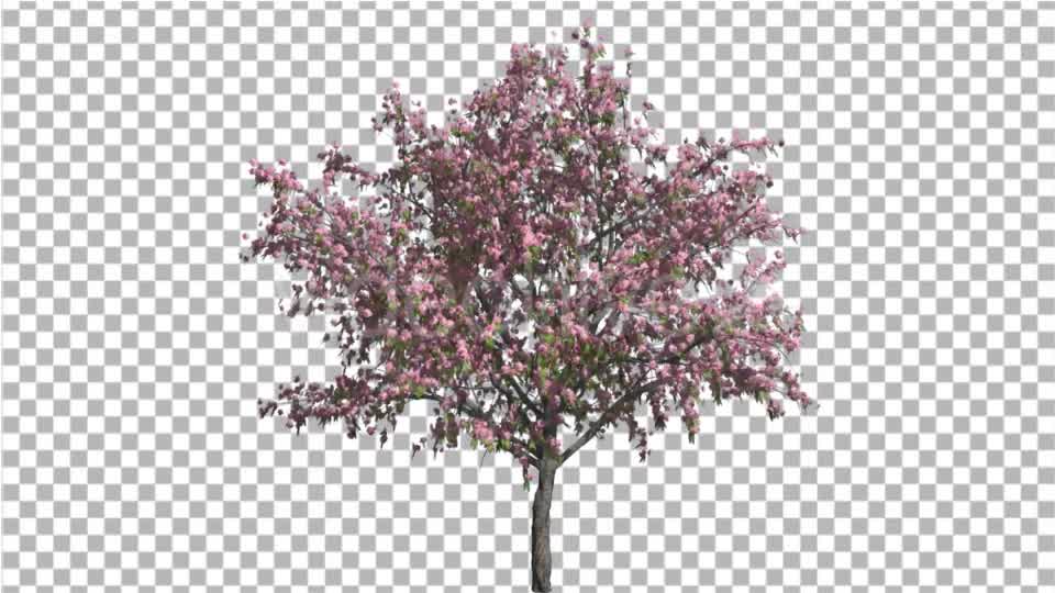Peach Thintrunk Tree Green Leaves Pink Flowers Videohive 16845564 Motion Graphics Image 8