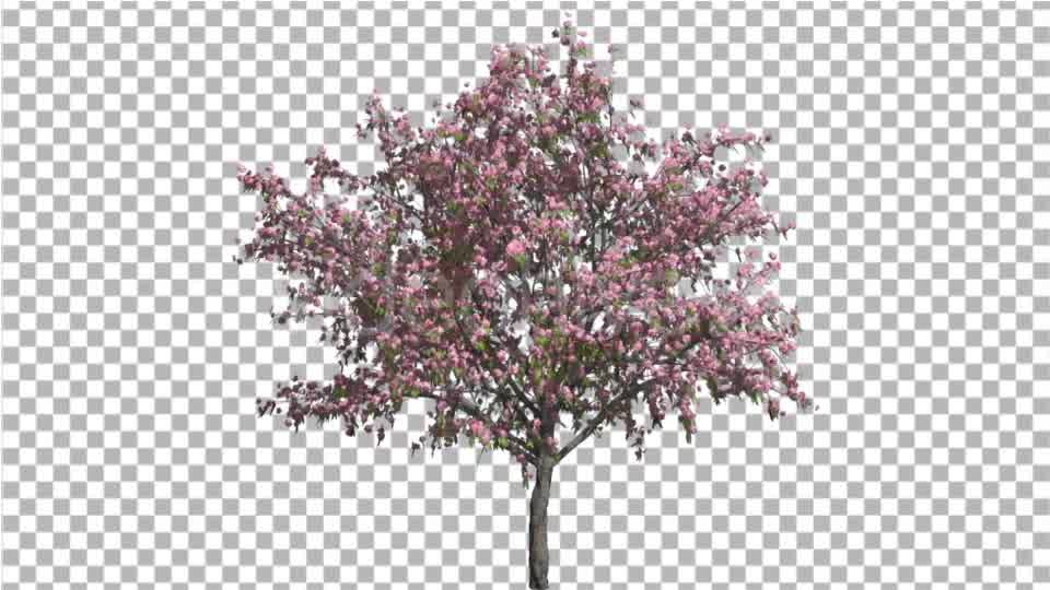 Peach Thintrunk Tree Green Leaves Pink Flowers Videohive 16845564 Motion Graphics Image 9