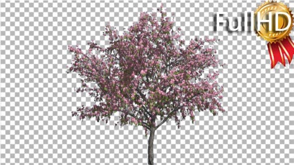 Peach Thintrunk Tree Green Leaves Pink Flowers - Download Videohive 16845564