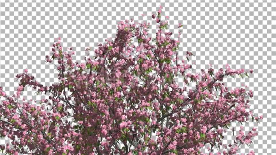 Peach Tree Crown With Pink Flowers Fluttering Videohive 13563684 Motion Graphics Image 1