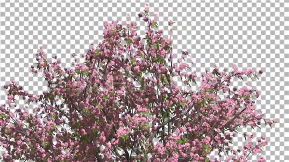 Peach Tree Crown With Pink Flowers Fluttering Videohive 13563684 Motion Graphics Image 10