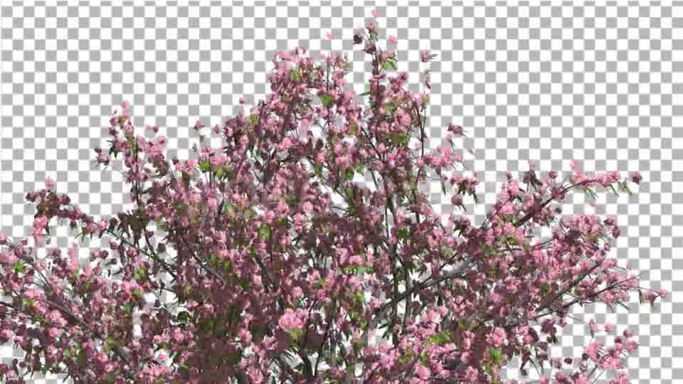 Peach Tree Crown With Pink Flowers Fluttering Videohive 13563684 Motion Graphics Image 11