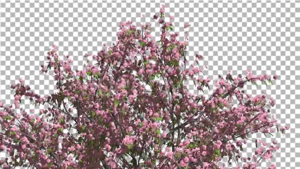 Peach Tree Crown With Pink Flowers Fluttering Videohive 13563684 Motion Graphics Image 12