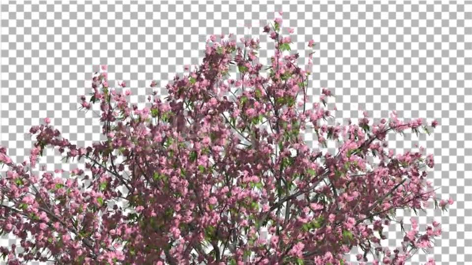 Peach Tree Crown With Pink Flowers Fluttering Videohive 13563684 Motion Graphics Image 2