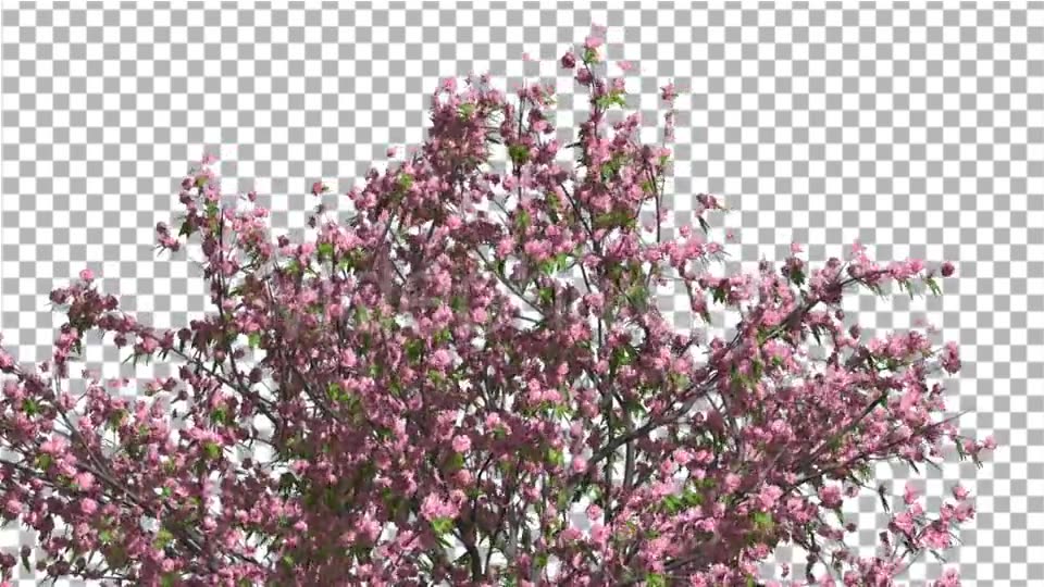 Peach Tree Crown With Pink Flowers Fluttering Videohive 13563684 Motion Graphics Image 3