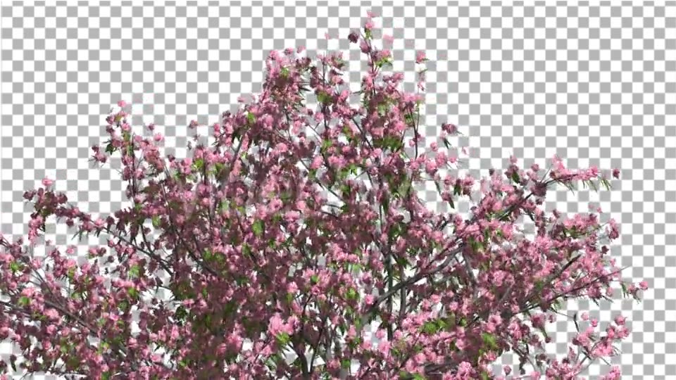 Peach Tree Crown With Pink Flowers Fluttering Videohive 13563684 Motion Graphics Image 4