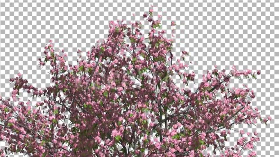 Peach Tree Crown With Pink Flowers Fluttering Videohive 13563684 Motion Graphics Image 5