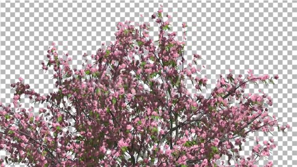 Peach Tree Crown With Pink Flowers Fluttering Videohive 13563684 Motion Graphics Image 6