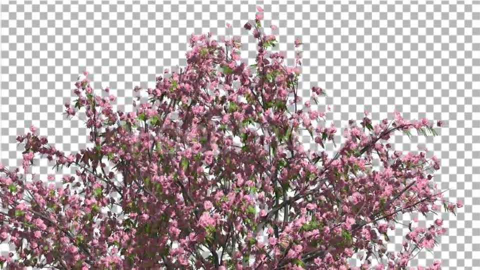 Peach Tree Crown With Pink Flowers Fluttering Videohive 13563684 Motion Graphics Image 7