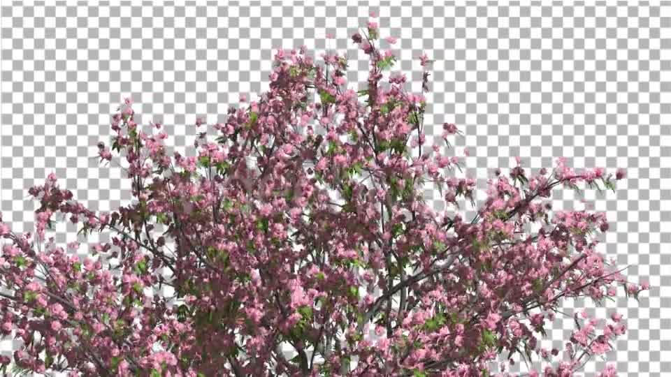 Peach Tree Crown With Pink Flowers Fluttering Videohive 13563684 Motion Graphics Image 8