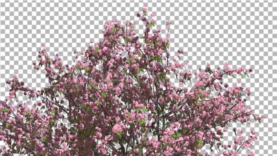 Peach Tree Crown With Pink Flowers Fluttering Videohive 13563684 Motion Graphics Image 9