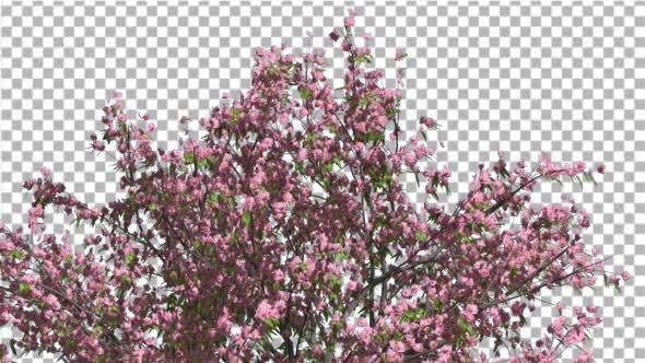 Peach Tree Crown With Pink Flowers Fluttering - 13563684 Download Videohive