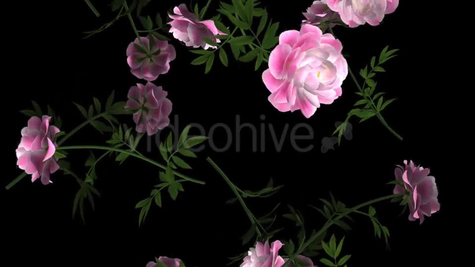 Peony Flowers I Pink White Falling Loop Videohive 21277891 Motion Graphics Image 1