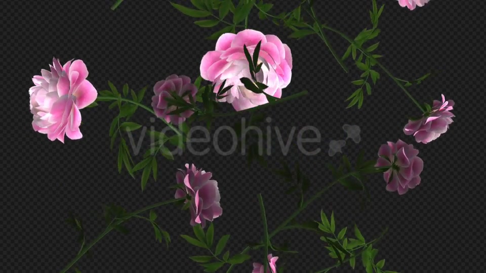 Peony Flowers I Pink White Falling Loop Videohive 21277891 Motion Graphics Image 10