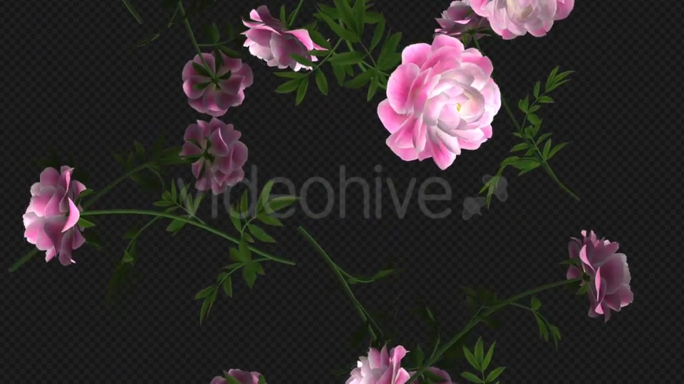Peony Flowers I Pink White Falling Loop Videohive 21277891 Motion Graphics Image 11