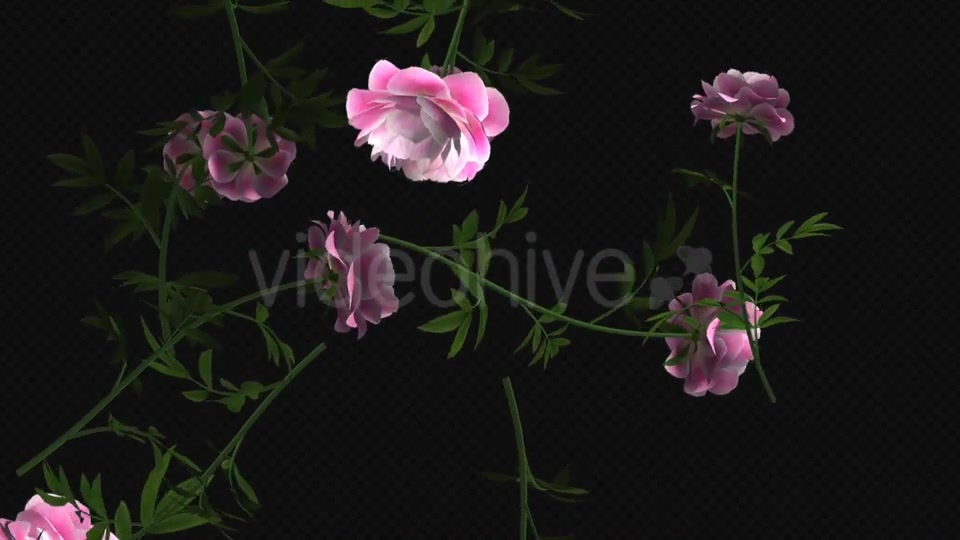Peony Flowers I Pink White Falling Loop Videohive 21277891 Motion Graphics Image 12