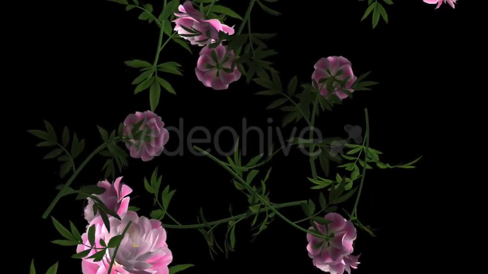 Peony Flowers I Pink White Falling Loop Videohive 21277891 Motion Graphics Image 13
