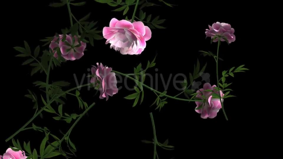 Peony Flowers I Pink White Falling Loop Videohive 21277891 Motion Graphics Image 2