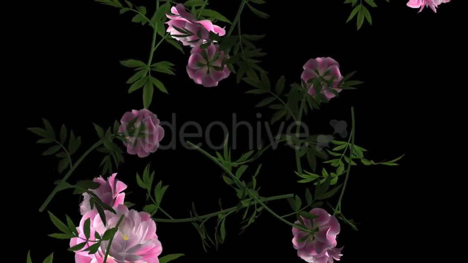 Peony Flowers I Pink White Falling Loop Videohive 21277891 Motion Graphics Image 3