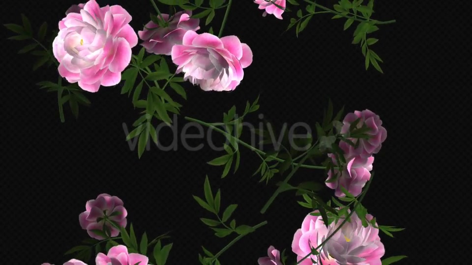 Peony Flowers I Pink White Falling Loop Videohive 21277891 Motion Graphics Image 4