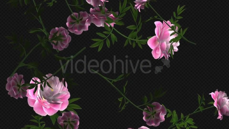 Peony Flowers I Pink White Falling Loop Videohive 21277891 Motion Graphics Image 5
