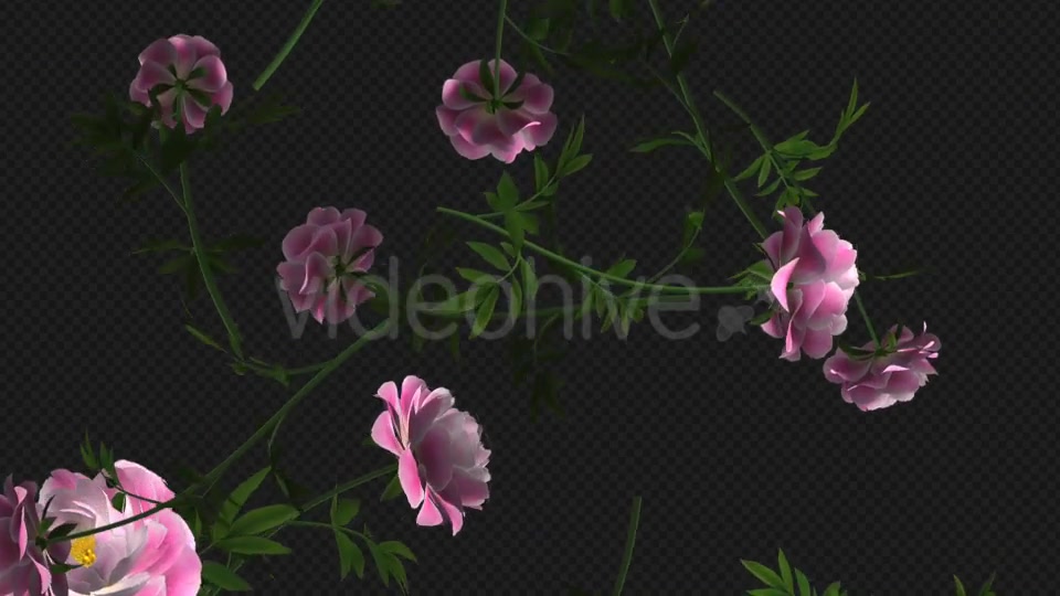 Peony Flowers I Pink White Falling Loop Videohive 21277891 Motion Graphics Image 6