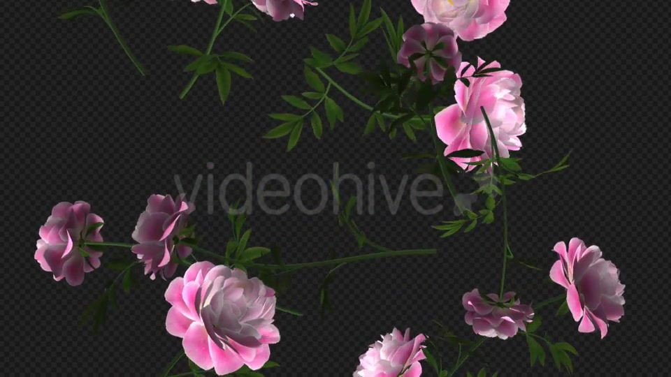 Peony Flowers I Pink White Falling Loop Videohive 21277891 Motion Graphics Image 7