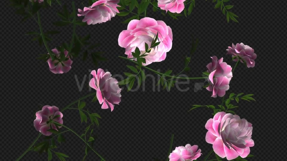 Peony Flowers I Pink White Falling Loop Videohive 21277891 Motion Graphics Image 8
