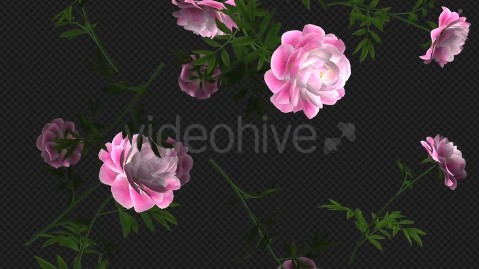 Peony Flowers I Pink White Falling Loop Videohive 21277891 Motion Graphics Image 9