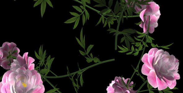 Peony Flowers I Pink White Falling Loop - 21277891 Download Videohive