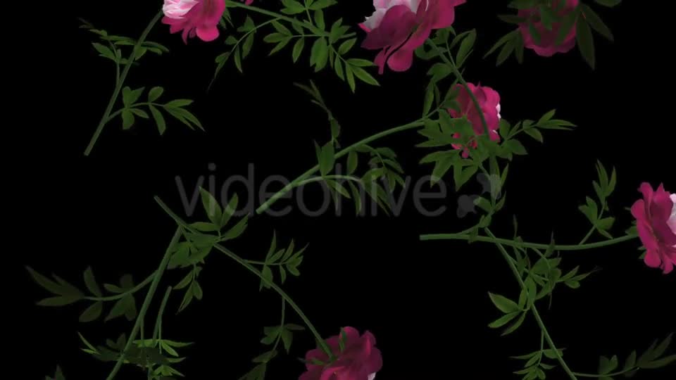 Peony Flowers II Magenta White Falling Loop Videohive 21277941 Motion Graphics Image 1