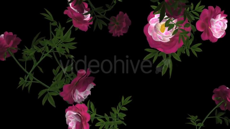 Peony Flowers II Magenta White Falling Loop Videohive 21277941 Motion Graphics Image 10