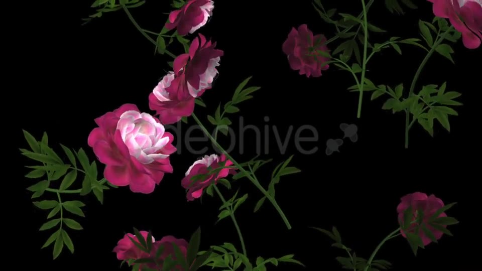 Peony Flowers II Magenta White Falling Loop Videohive 21277941 Motion Graphics Image 2