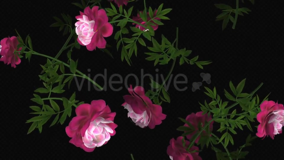 Peony Flowers II Magenta White Falling Loop Videohive 21277941 Motion Graphics Image 3
