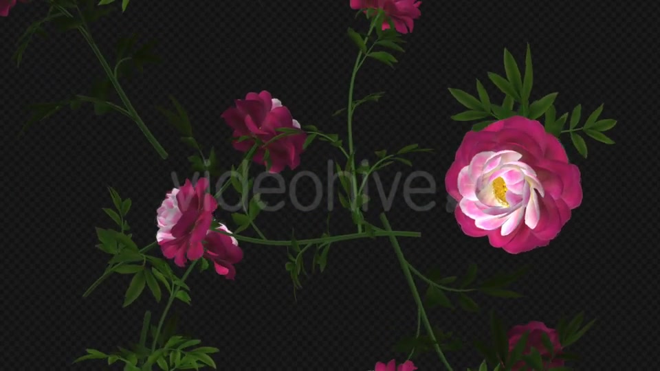 Peony Flowers II Magenta White Falling Loop Videohive 21277941 Motion Graphics Image 4