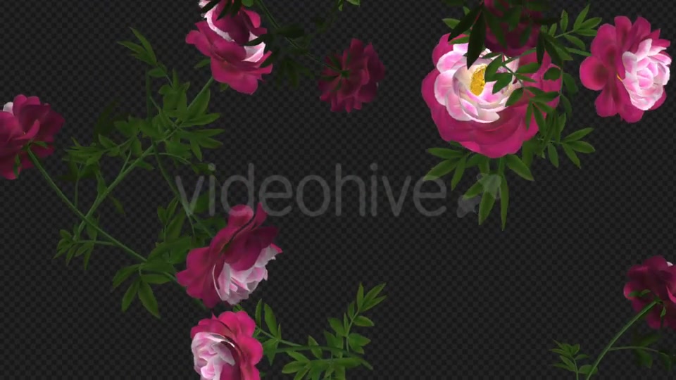 Peony Flowers II Magenta White Falling Loop Videohive 21277941 Motion Graphics Image 5