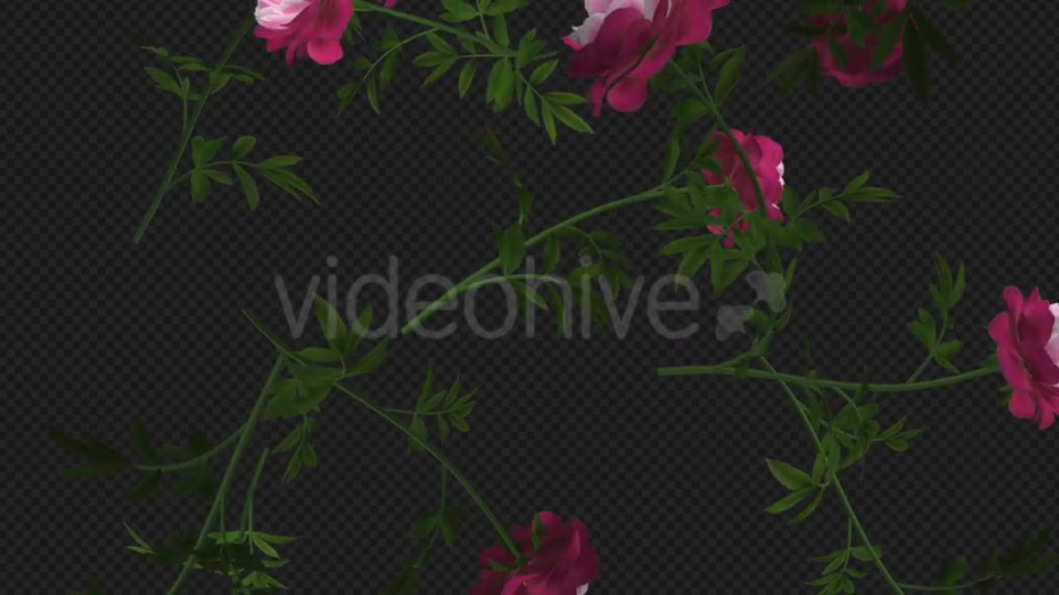 Peony Flowers II Magenta White Falling Loop Videohive 21277941 Motion Graphics Image 6