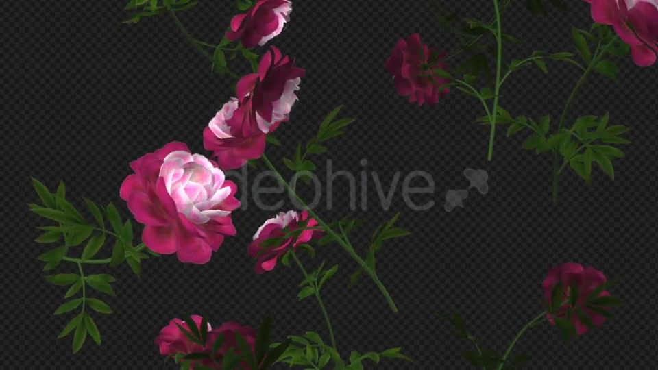 Peony Flowers II Magenta White Falling Loop Videohive 21277941 Motion Graphics Image 7