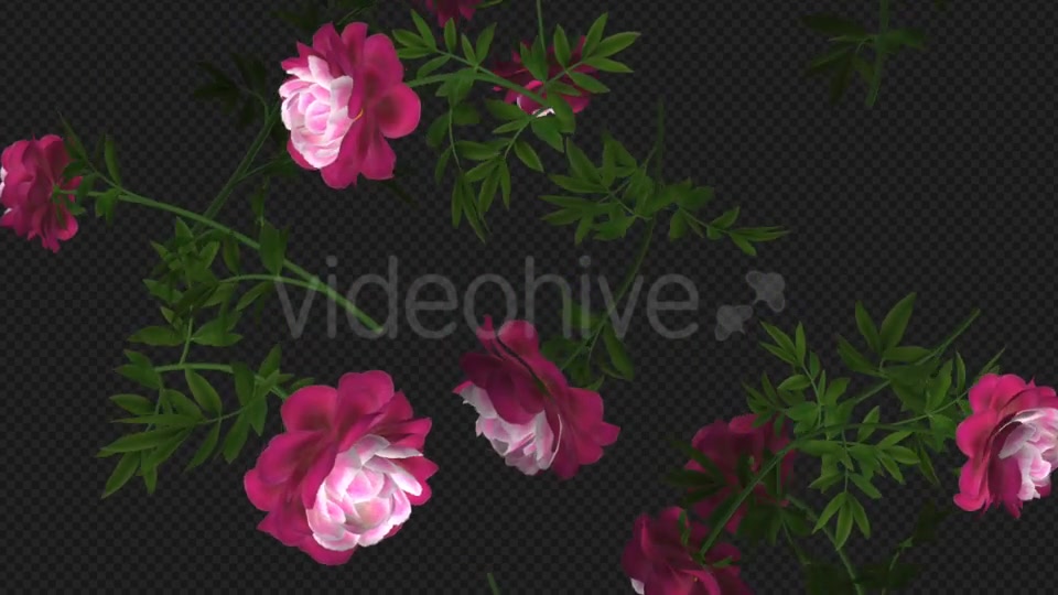 Peony Flowers II Magenta White Falling Loop Videohive 21277941 Motion Graphics Image 8