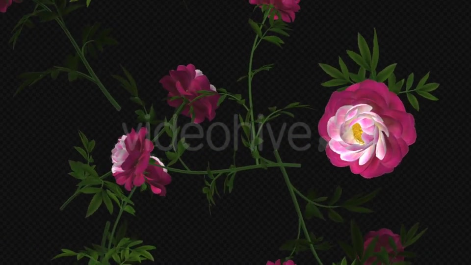 Peony Flowers II Magenta White Falling Loop Videohive 21277941 Motion Graphics Image 9