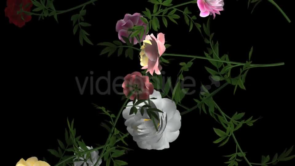 Peony Flowers III Various Colors Falling Loop Videohive 21277975 Motion Graphics Image 1