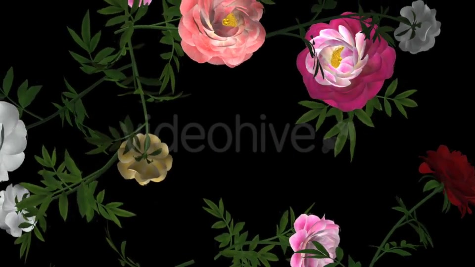 Peony Flowers III Various Colors Falling Loop Videohive 21277975 Motion Graphics Image 10
