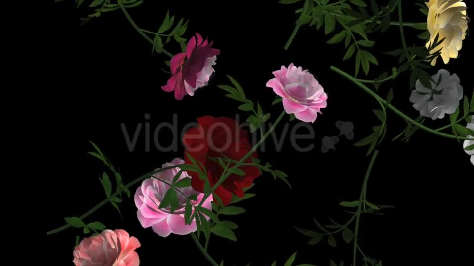 Peony Flowers III Various Colors Falling Loop Videohive 21277975 Motion Graphics Image 2