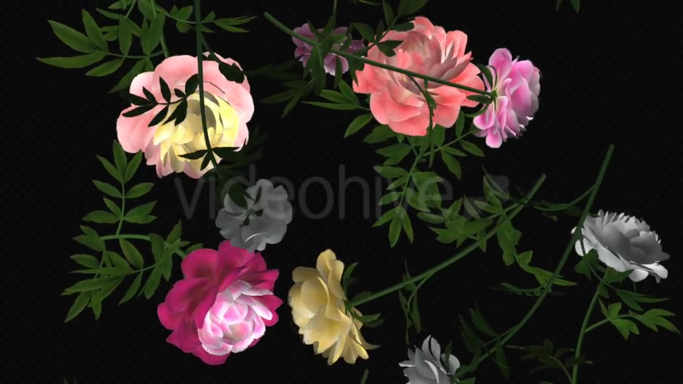 Peony Flowers III Various Colors Falling Loop Videohive 21277975 Motion Graphics Image 3