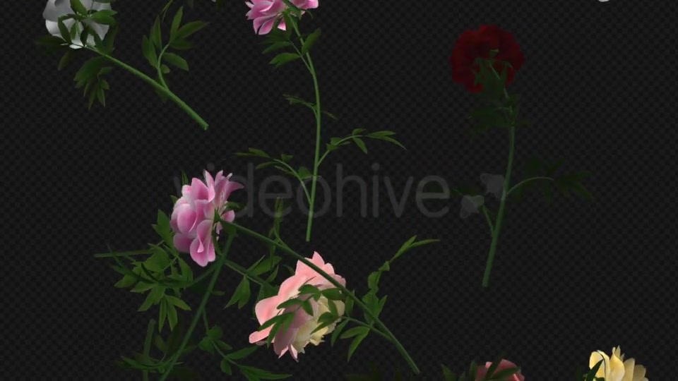 Peony Flowers III Various Colors Falling Loop Videohive 21277975 Motion Graphics Image 4