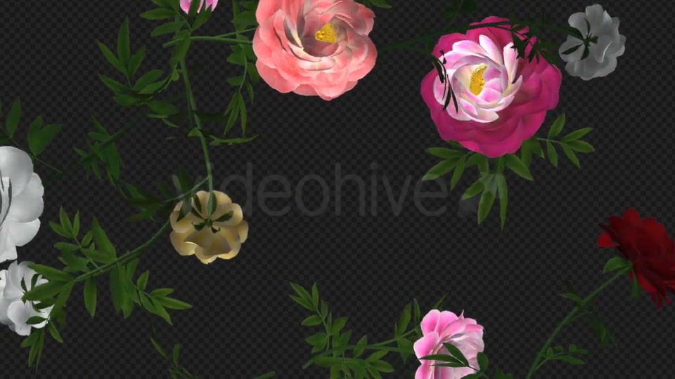 Peony Flowers III Various Colors Falling Loop Videohive 21277975 Motion Graphics Image 5