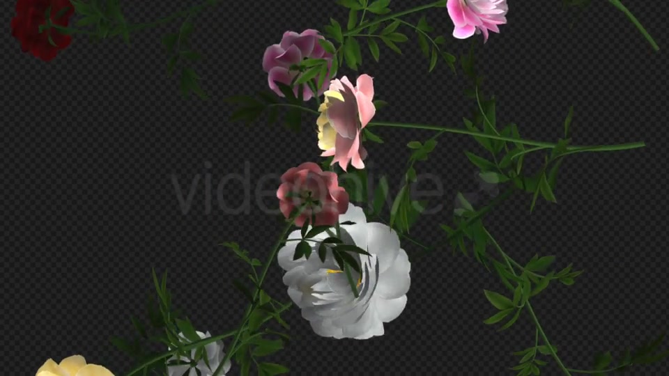 Peony Flowers III Various Colors Falling Loop Videohive 21277975 Motion Graphics Image 6
